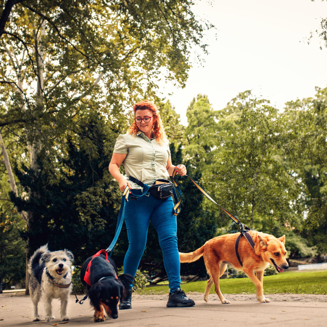 Lifestyle Dog Walking Business