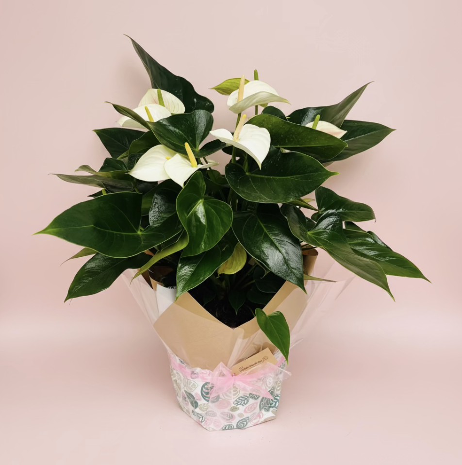 Online, Home-Based Plant and Gift Shop/ Florist Business