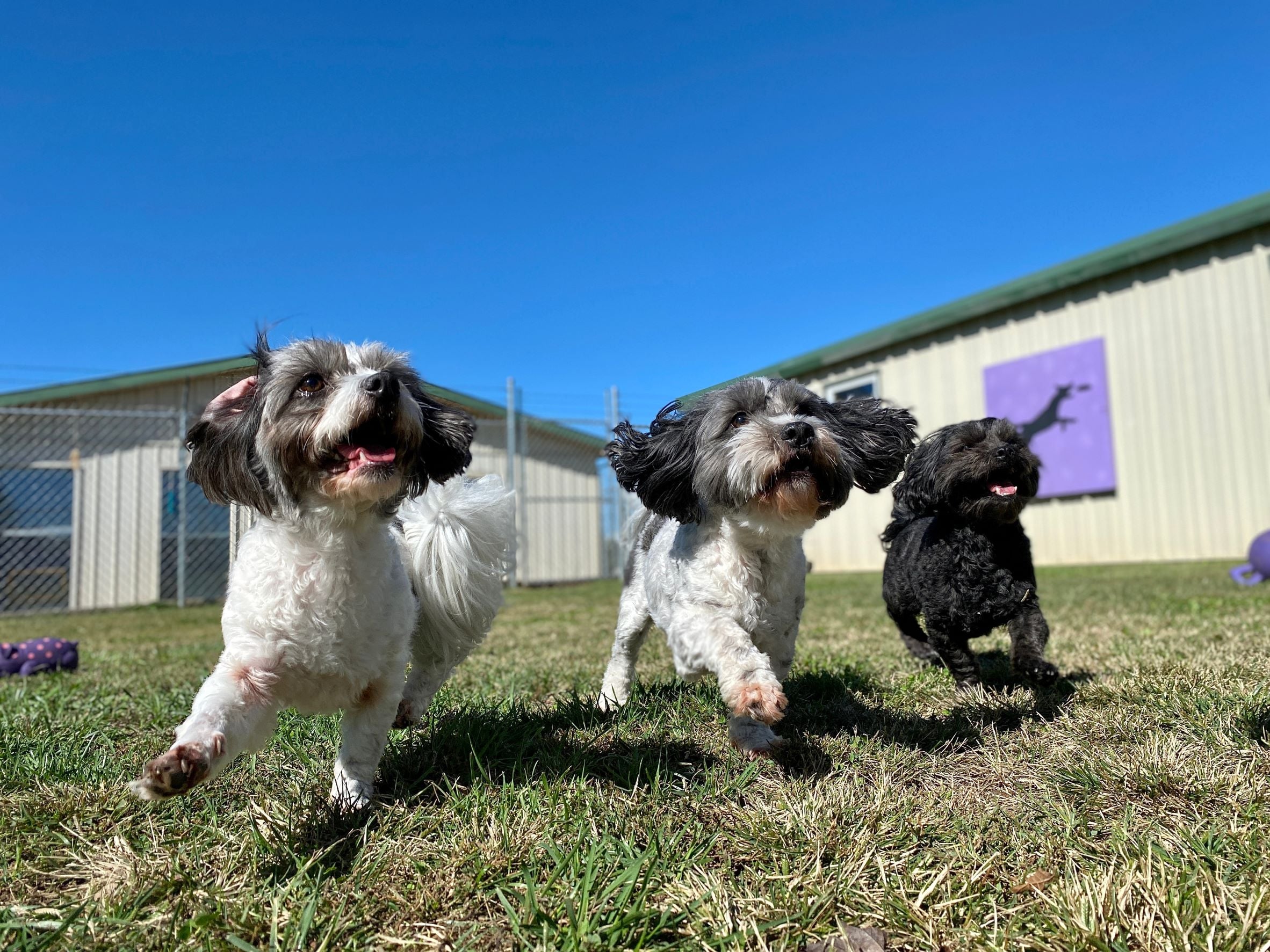 Doggy Day Care & Grooming Business Under Management