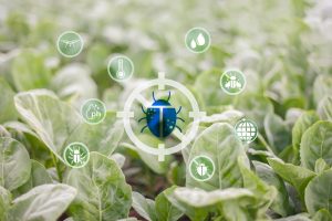Pest,Management,In,Organic,Chemical-free,Vegetable,Plots